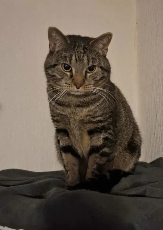 Malfoy, male Mixed Breed for adoption at Gästrike Katthem, Valbo