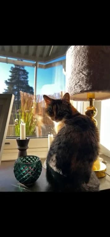 Skrollan, female 6yo Mixed Breed for adoption at Gästrike Katthem, Valbo