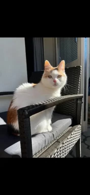 Tjorven, female senior Mixed Breed for adoption at Gästrike Katthem, Valbo