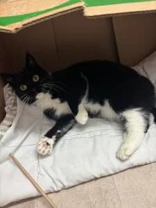 Stella (Tingad), gra female 5yo Mixed Breed for adoption at Göteborgs Djurskyddsförening, Mölnlycke
