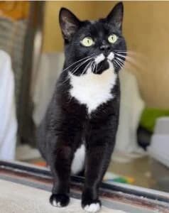 Zigge, gra male 3yo Mixed Breed for adoption at Göteborgs Djurskyddsförening, Mölnlycke