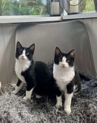 Betti & Tina, female young Mixed Breed for adoption at Hemlösa Katter Helsingborg