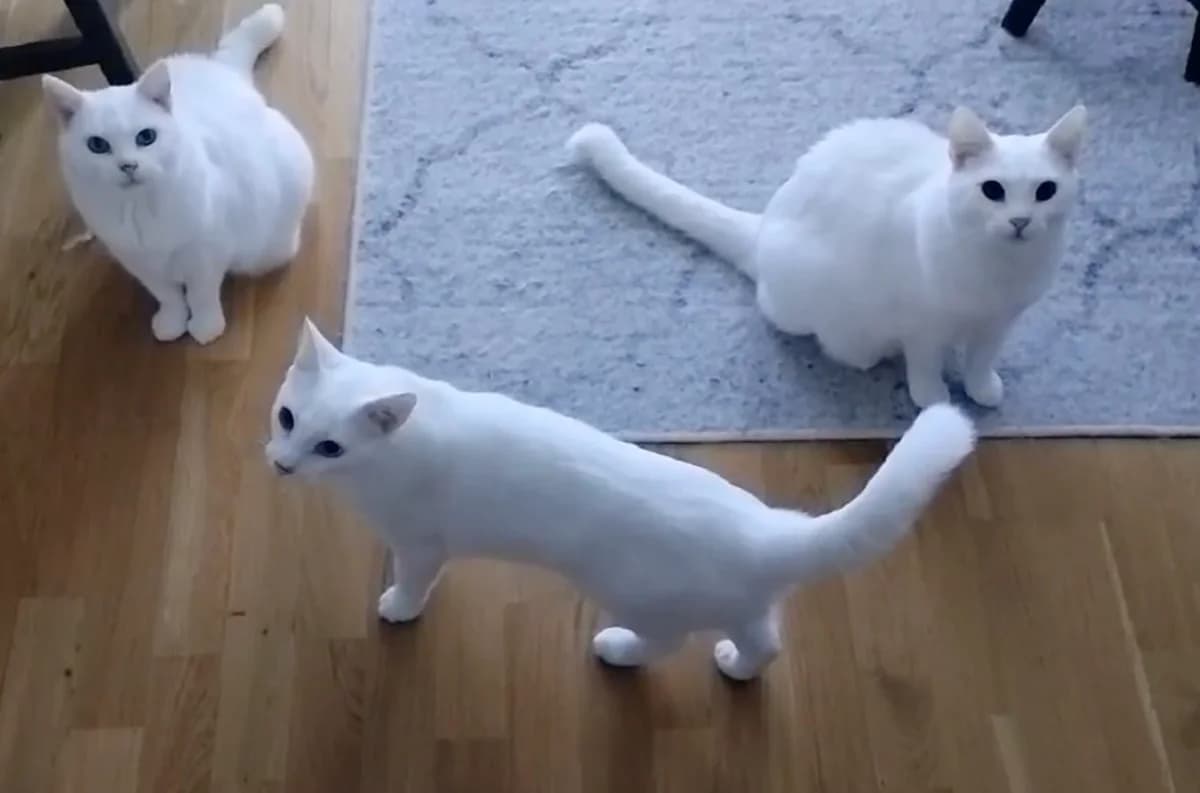 Alaska, Juneau & Moomin, female young Mixed Breed for adoption at Hemlösa Katter Helsingborg
