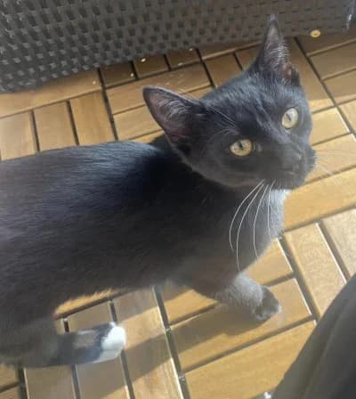 Lova & Cleo, young Mixed Breed for adoption at Hemlösa Katter Helsingborg