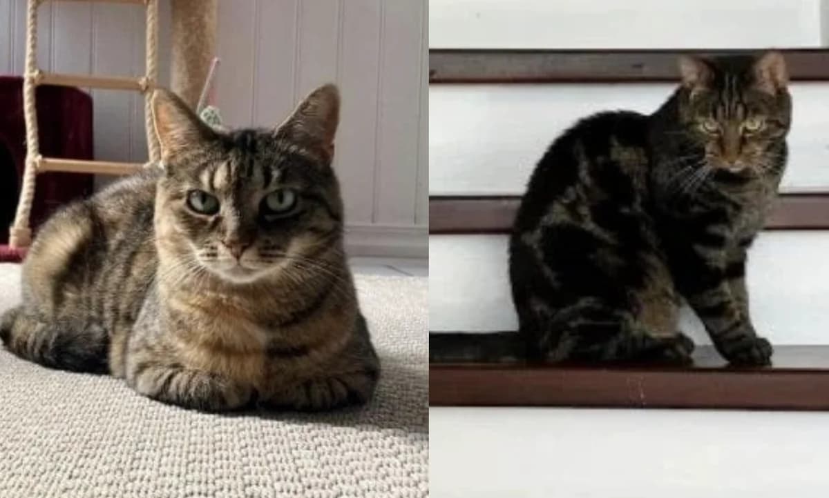 Eira & Colombo, female 6yo Mixed Breed for adoption at Hemlösa Katter Helsingborg