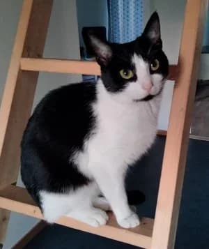 Tora, female young Mixed Breed for adoption at Hemlösa Katter Helsingborg