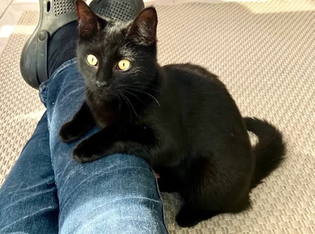 Spätta, female Mixed Breed for adoption at Hemlösa Katter Helsingborg