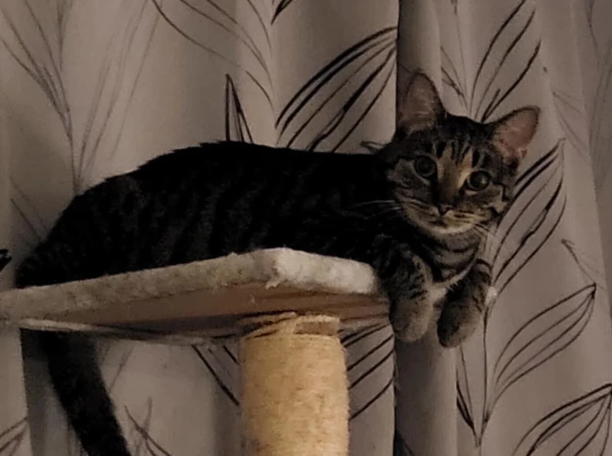 Sweet Chili, female Mixed Breed for adoption at Hemlösa Katter Helsingborg