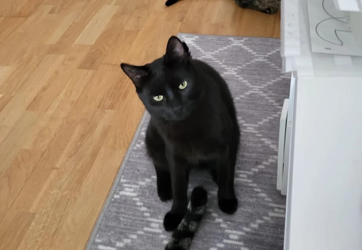 Lacritz, male Mixed Breed for adoption at Hemlösa Katter Helsingborg