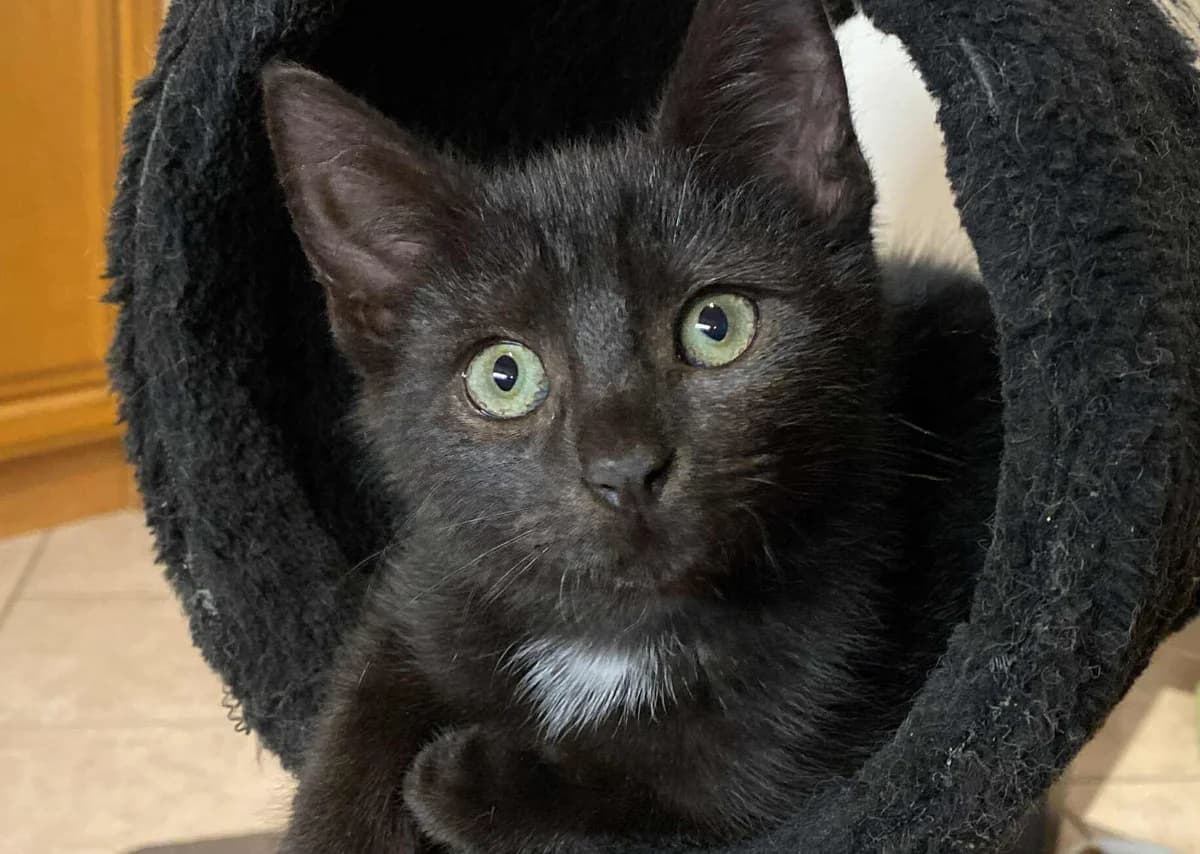 Nori, male Mixed Breed for adoption at Hemlösa Katter Helsingborg