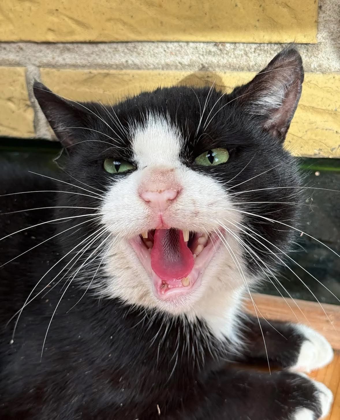 Strumpan, male 4yo Mixed Breed for adoption at Hemlösa Katter Helsingborg