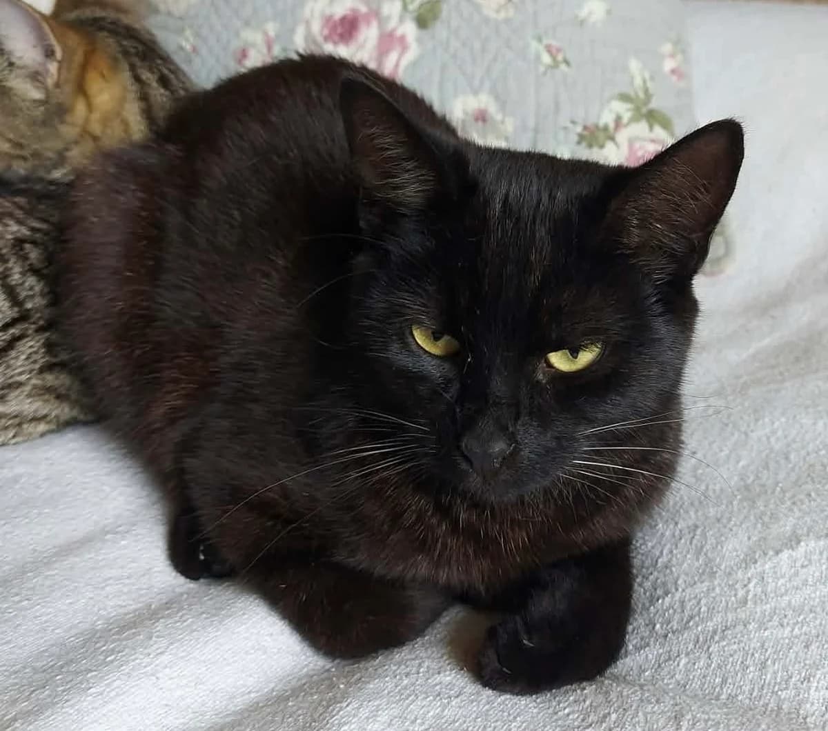 Albin, male Mixed Breed for adoption at Hemlösa Katter Helsingborg