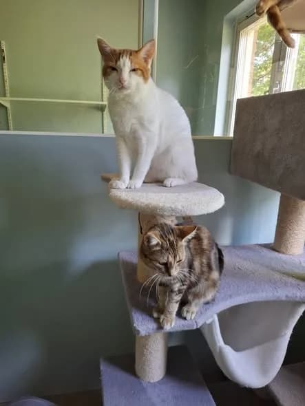 Movitz och Evan, svart Mixed Breed for adoption at Hemlösa Tassar Karlskoga, Karlskoga