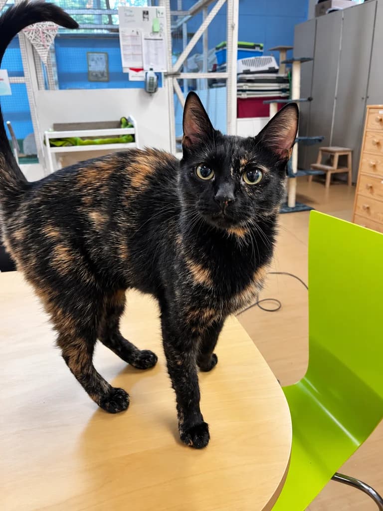 Kajsa, female Mixed Breed for adoption at Hildas Tassebo