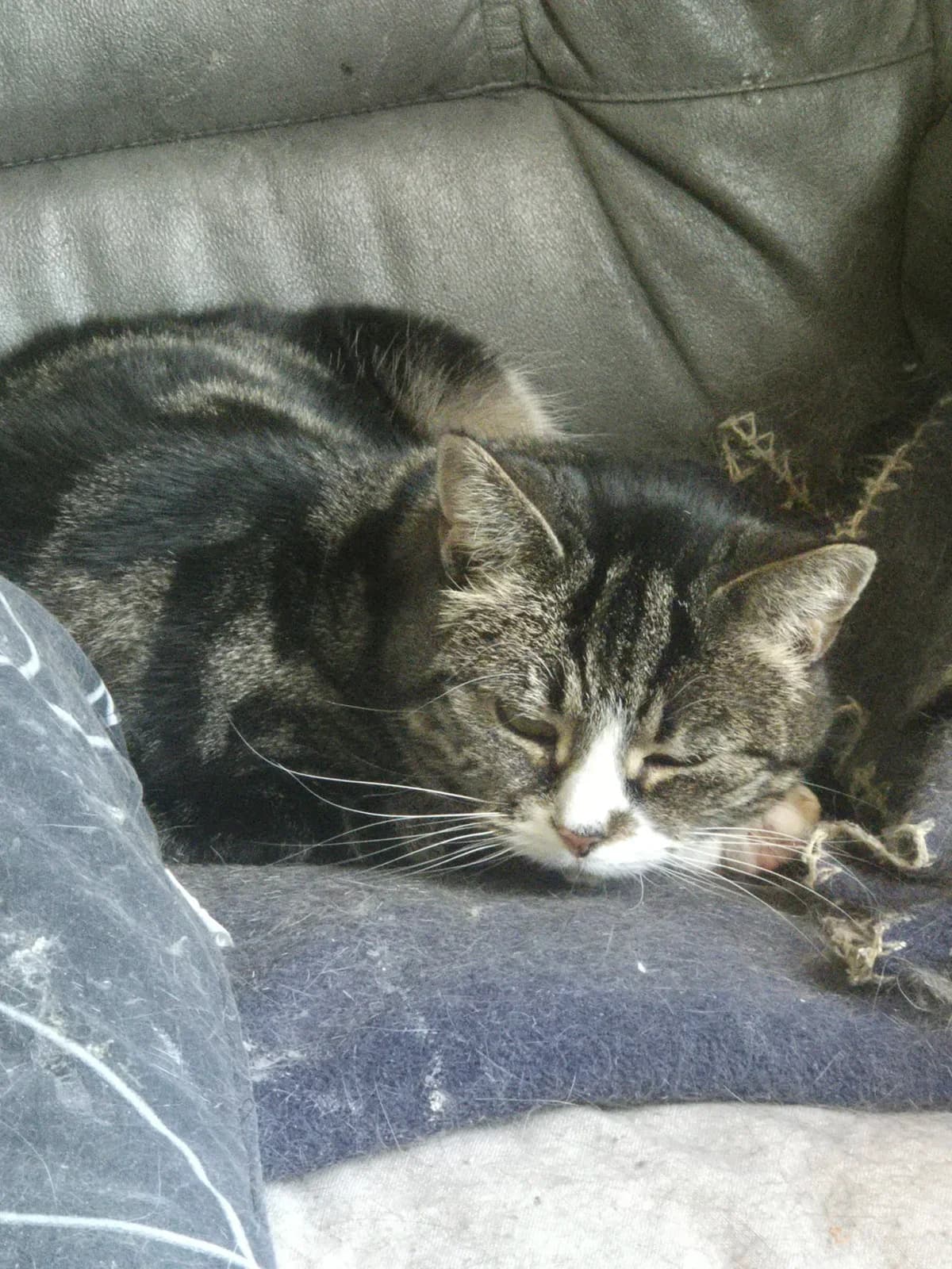 Awassi, female 4yo Mixed Breed for adoption at HKK Kalmar