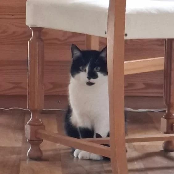 Fläckis Sand, female 7yo Mixed Breed for adoption at HKK Kalmar