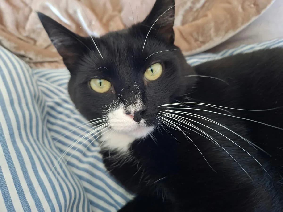 Loffe, male 3yo Mixed Breed for adoption at HKK Kalmar