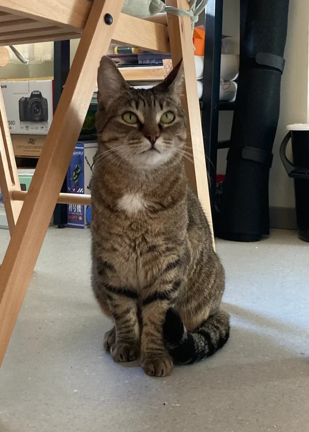 Stina, female 3yo Mixed Breed for adoption at HKK Kalmar