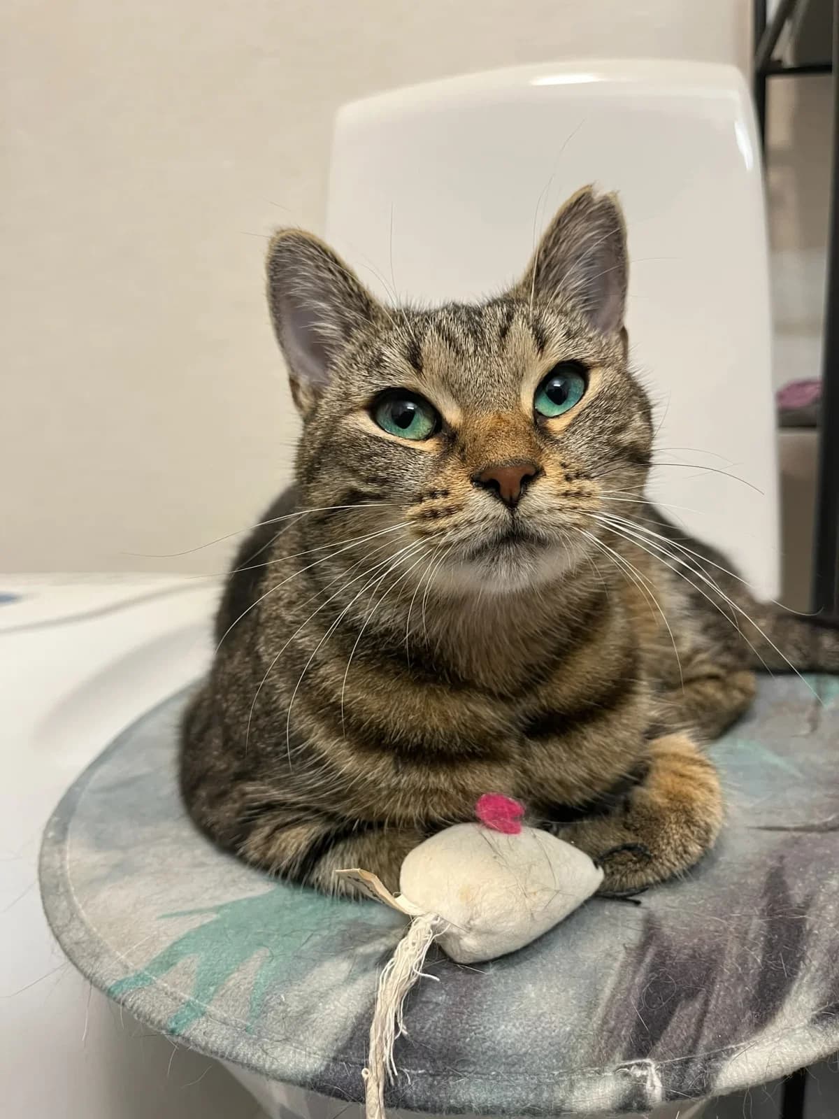 Tiagra, female 3yo Mixed Breed for adoption at HKK Kalmar