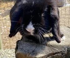 Skrållan, male Mixed Breed for adoption at Humlebo Djur & Natur, Göteborg