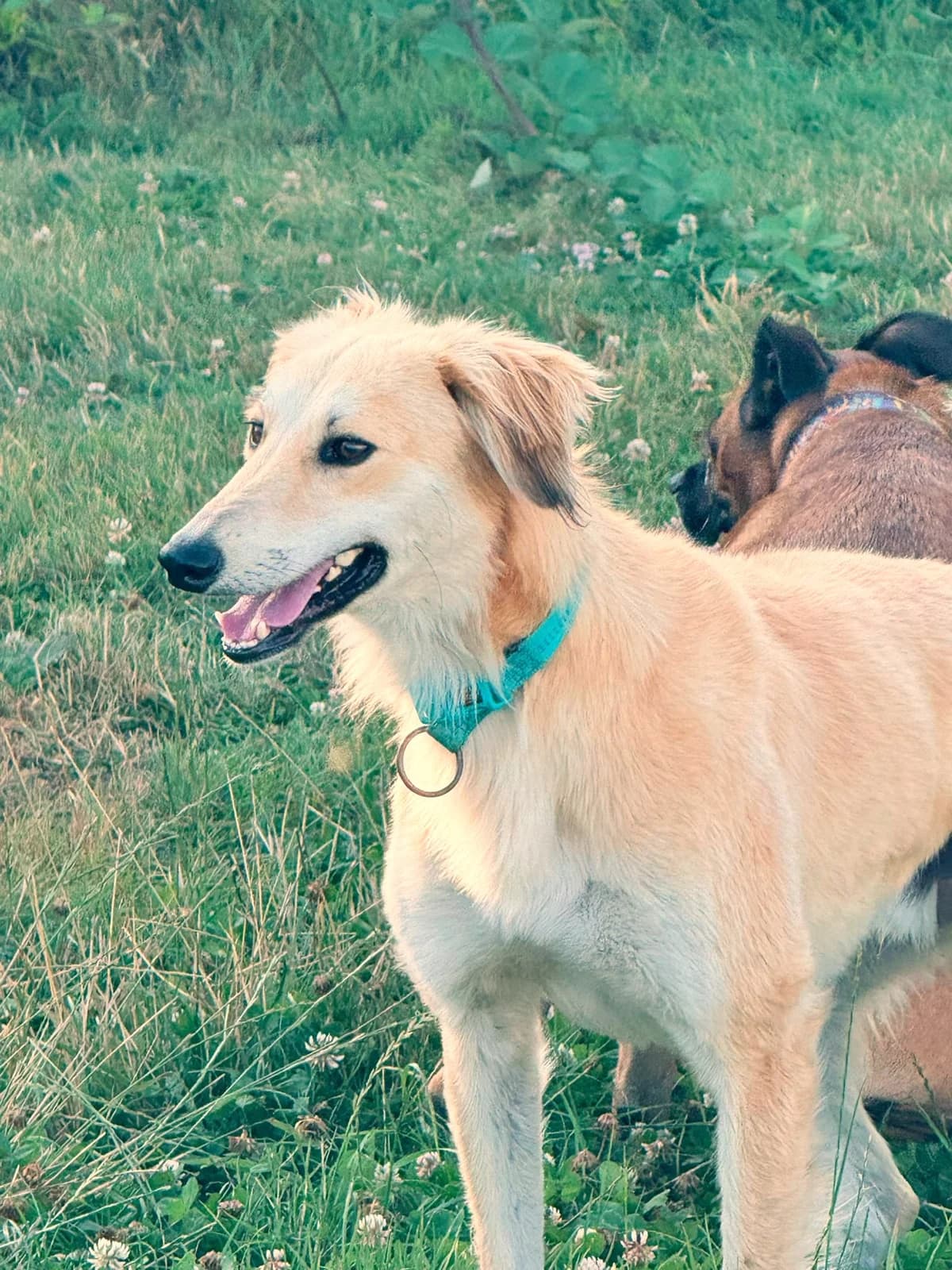 Alfie, male young Saluki for adoption at Hundar Utan Hem, Stockholm