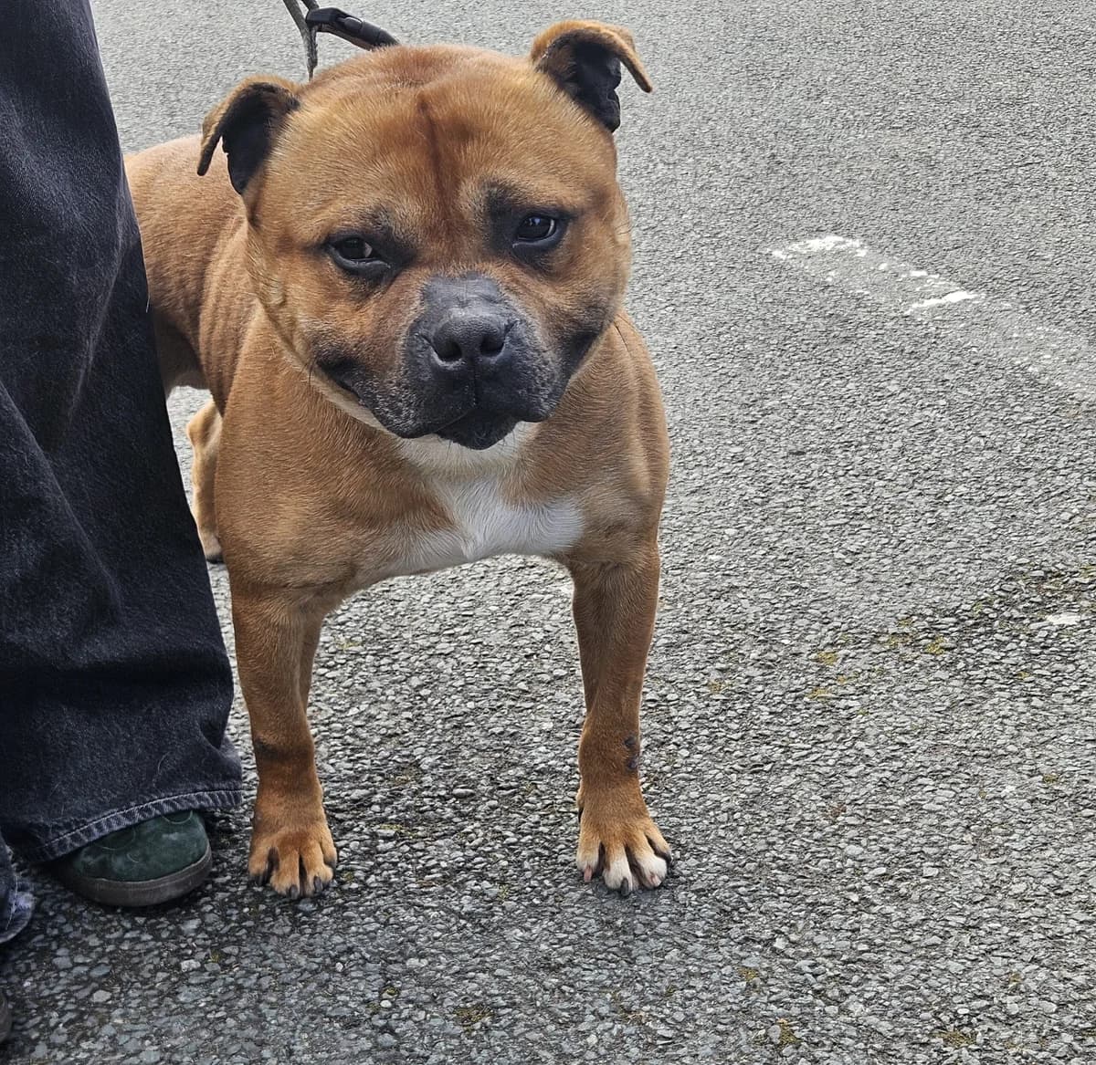 Apollo, male 6yo Staffordshire Bull Terrier for adoption at Hundar Utan Hem, Stockholm
