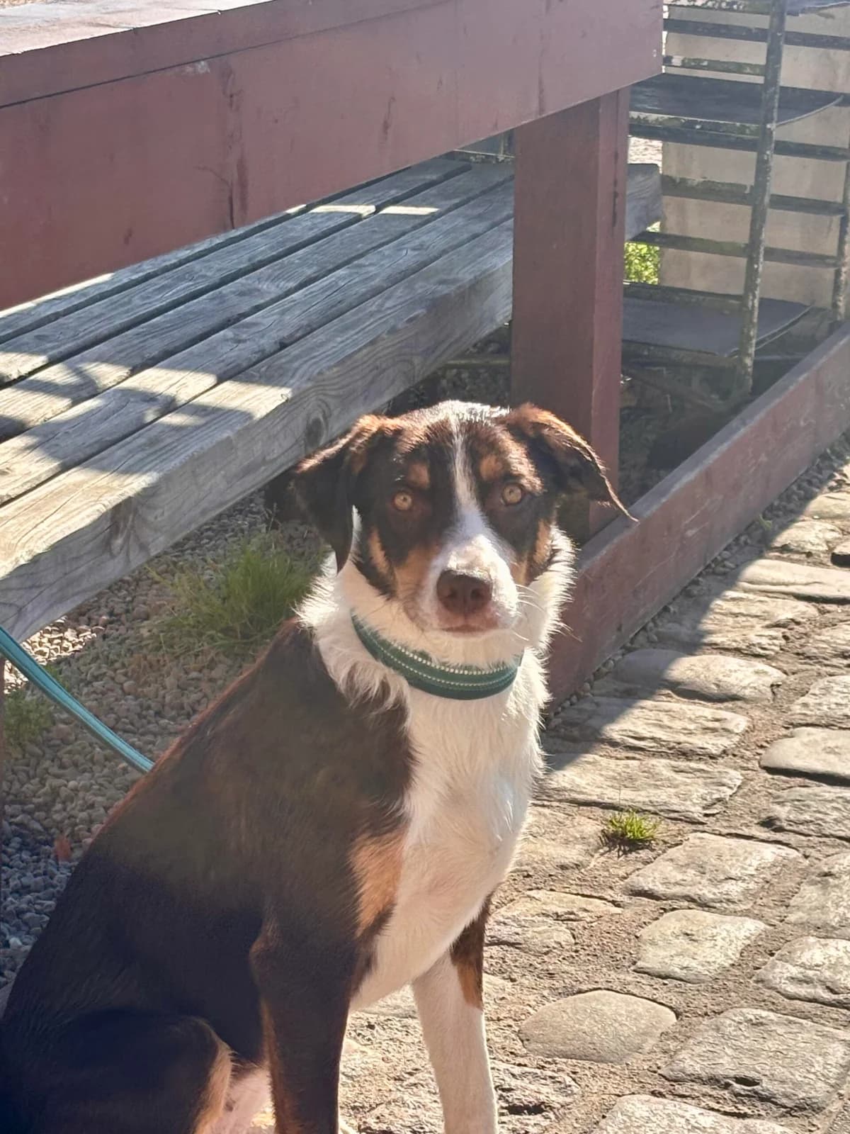 Ayla (f.d. Amiee), female puppy Border Collie for adoption at Hundar Utan Hem, Stockholm