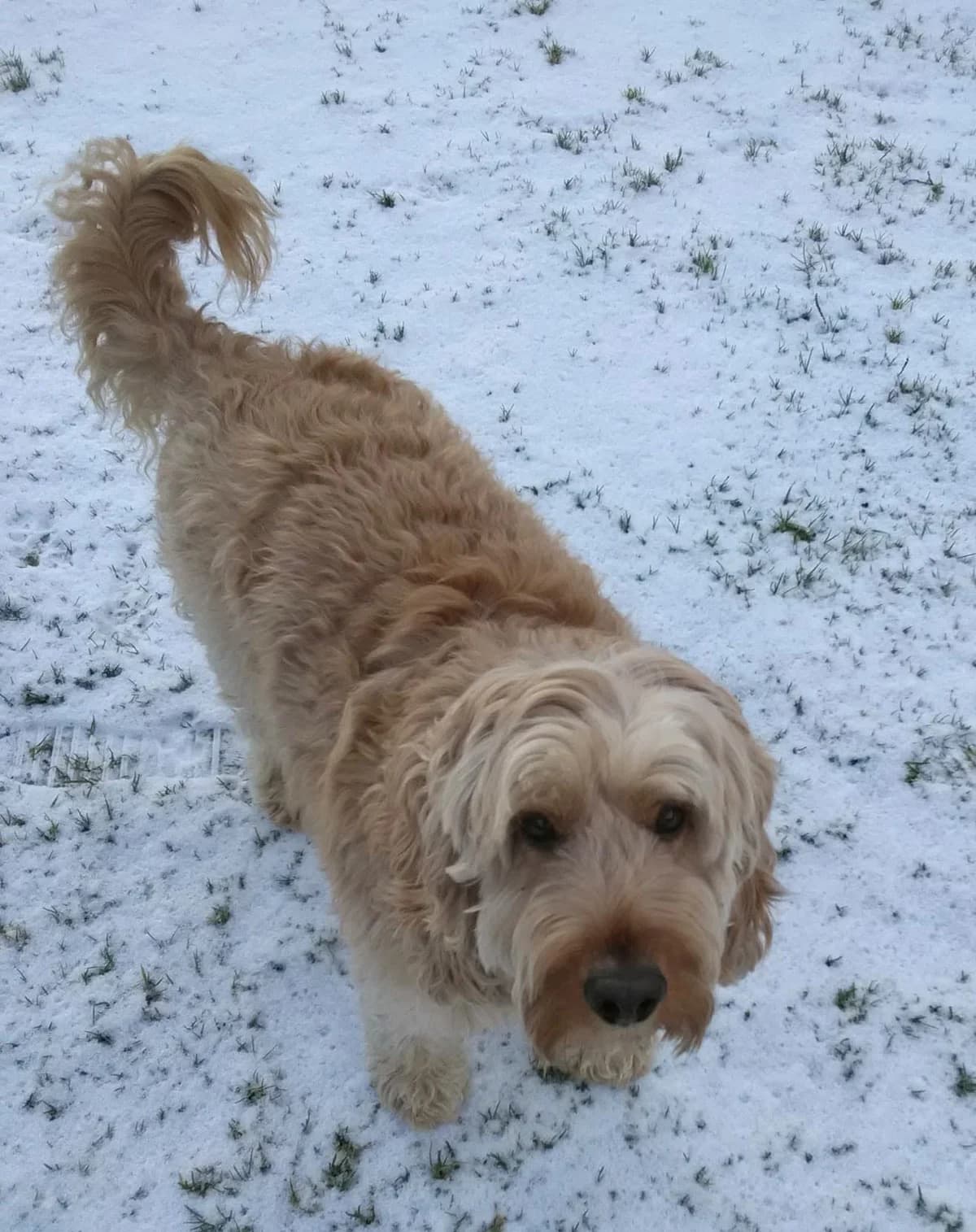Bailey, female senior Cocker Spaniel for adoption at Hundar Utan Hem, Stockholm
