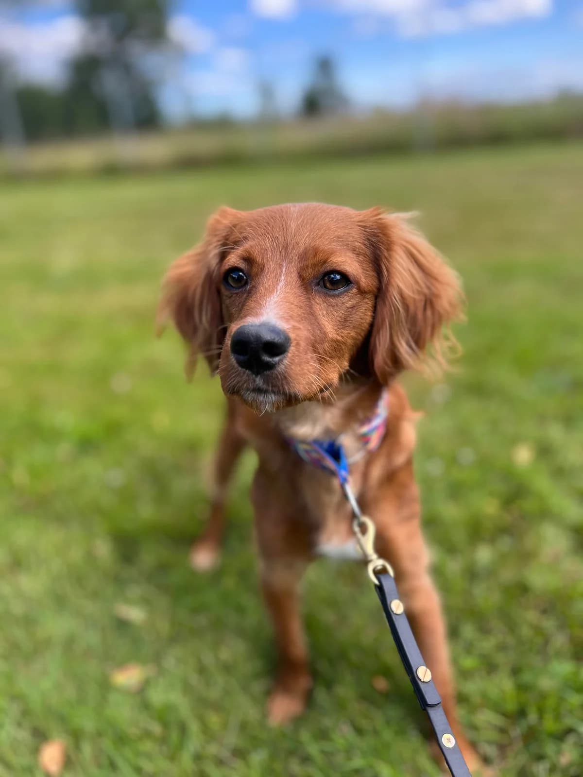 Barney, male puppy Cavalier King Charles Spaniel for adoption at Hundar Utan Hem, Stockholm