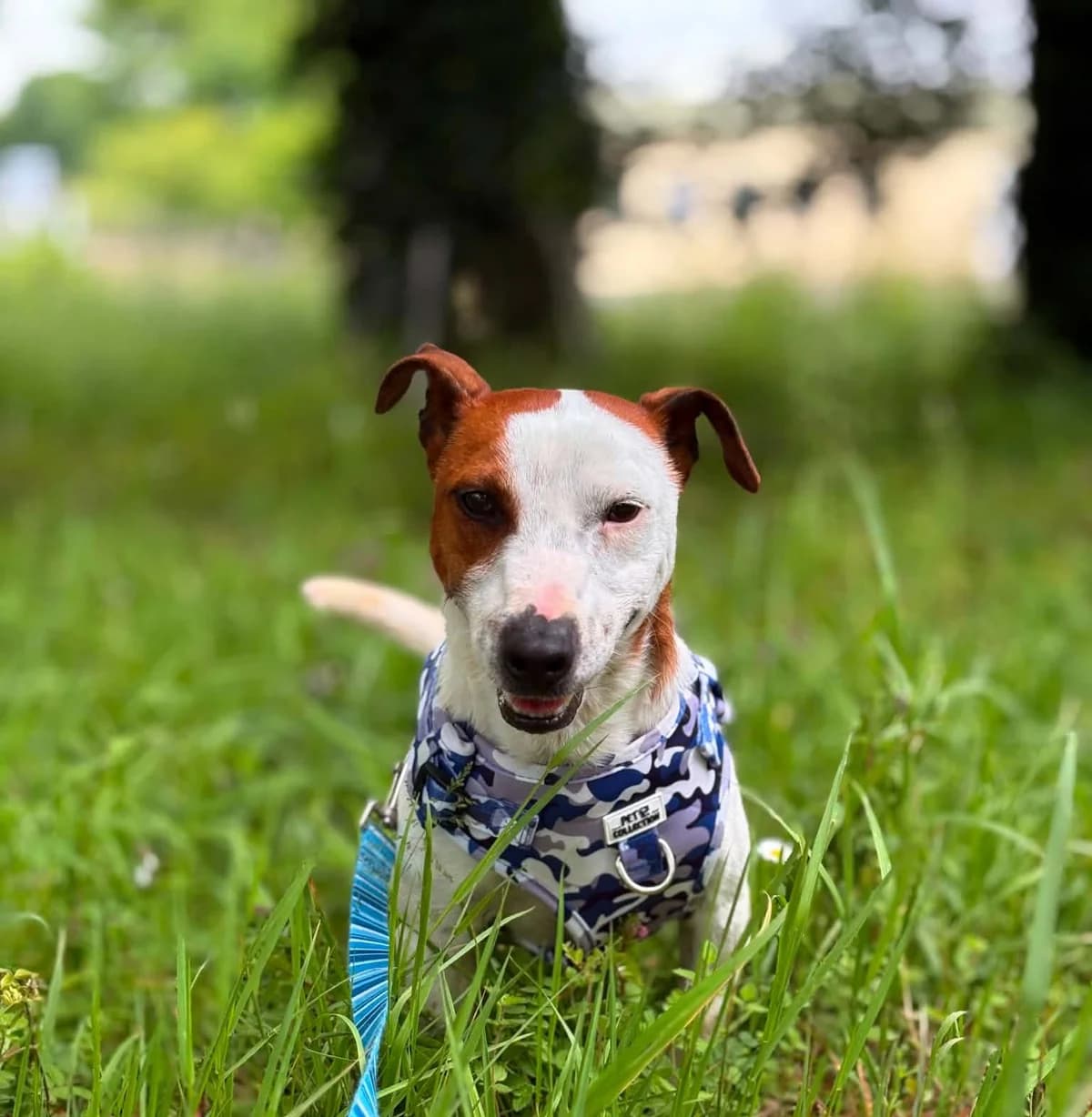 Baxter, male young mixed breed for adoption at Hundar Utan Hem, Stockholm