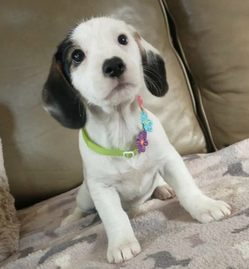 Bee, female puppy mixed breed for adoption at Hundar Utan Hem, Stockholm