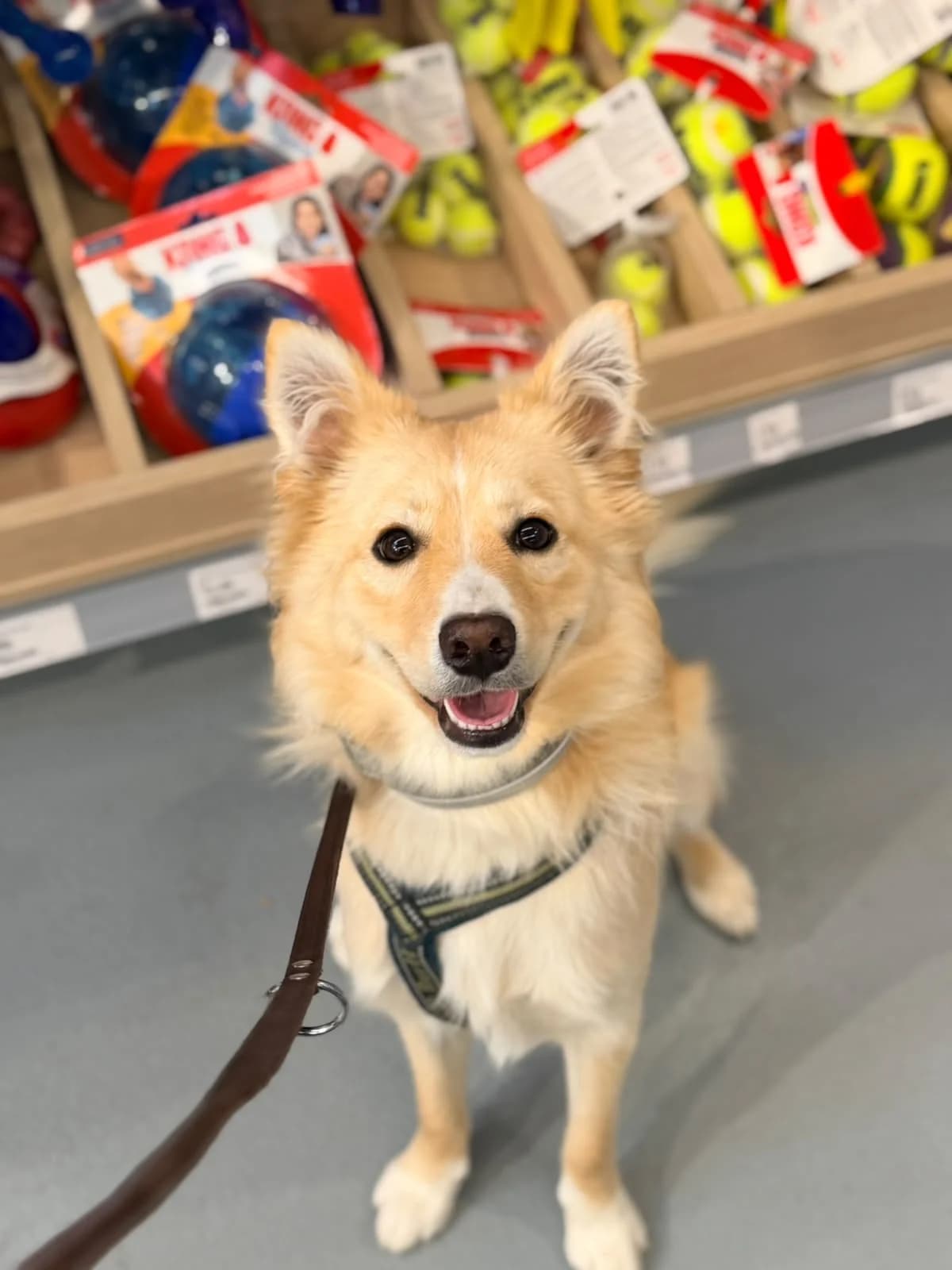 Bellini, female puppy Border Collie for adoption at Hundar Utan Hem, Stockholm