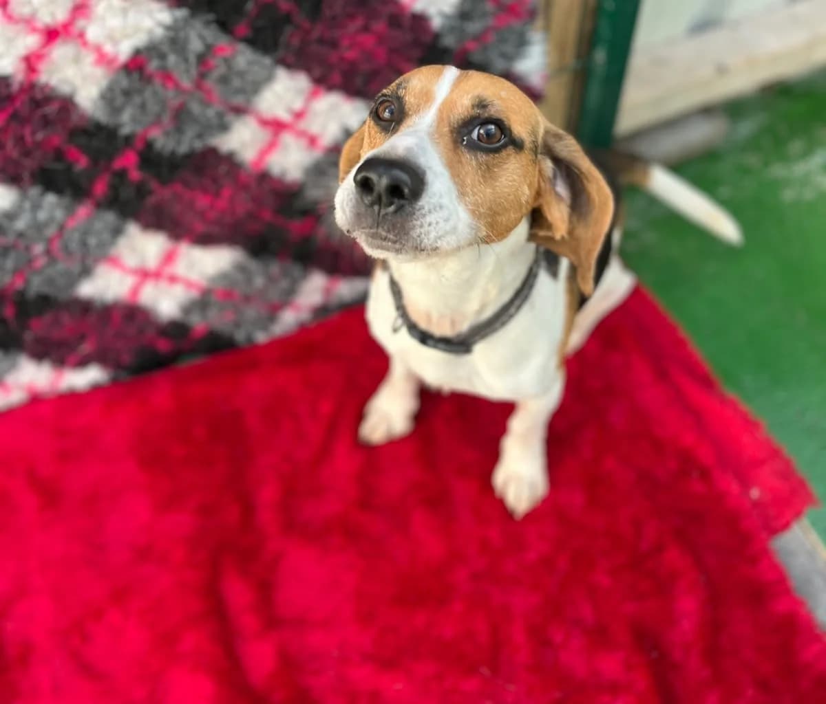 Benji, male 5yo Beagle for adoption at Hundar Utan Hem, Stockholm