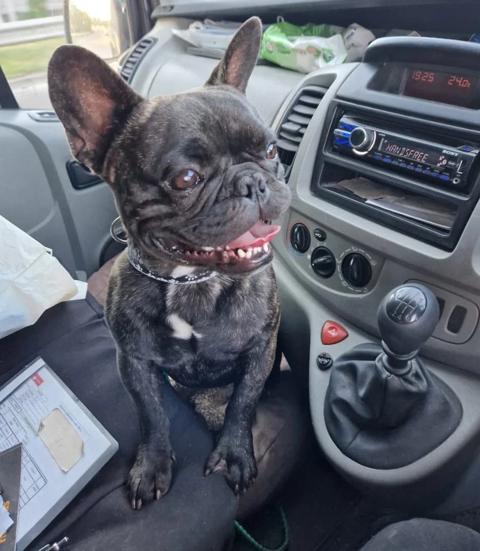 Benny, male 4yo English Bulldog for adoption at Hundar Utan Hem, Stockholm
