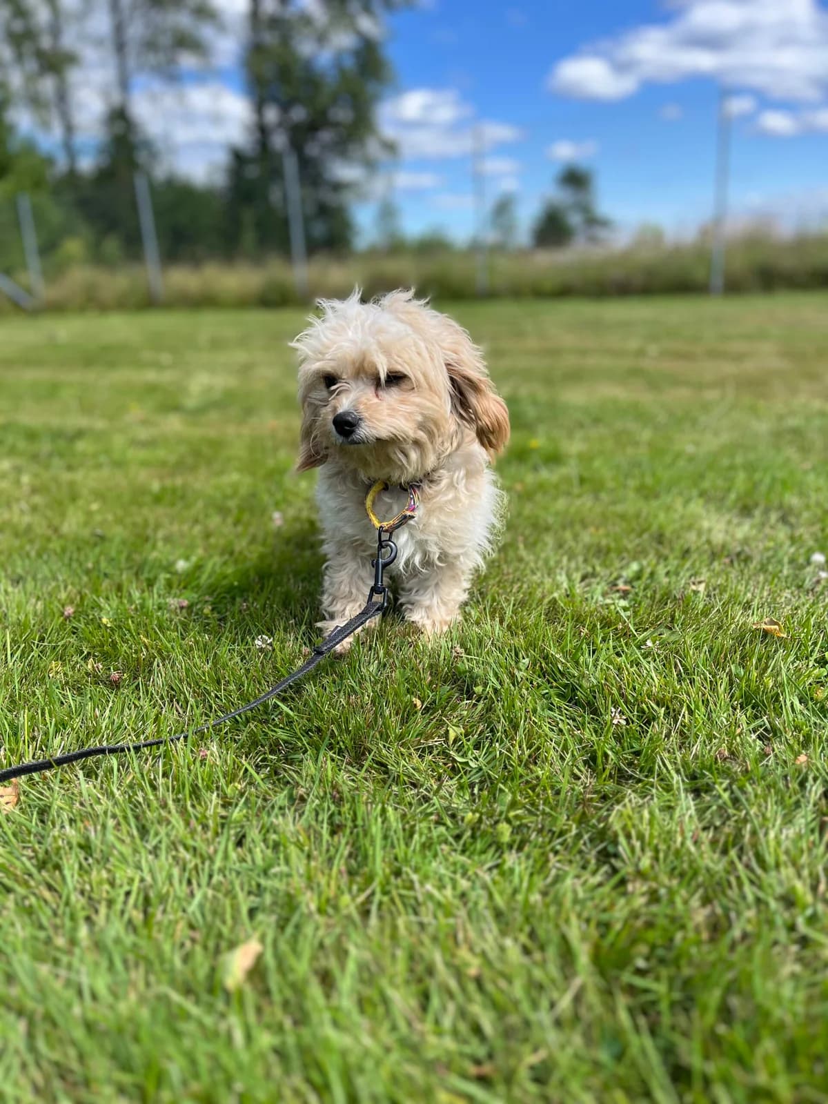 Betty, female young Cavalier King Charles Spaniel for adoption at Hundar Utan Hem, Stockholm