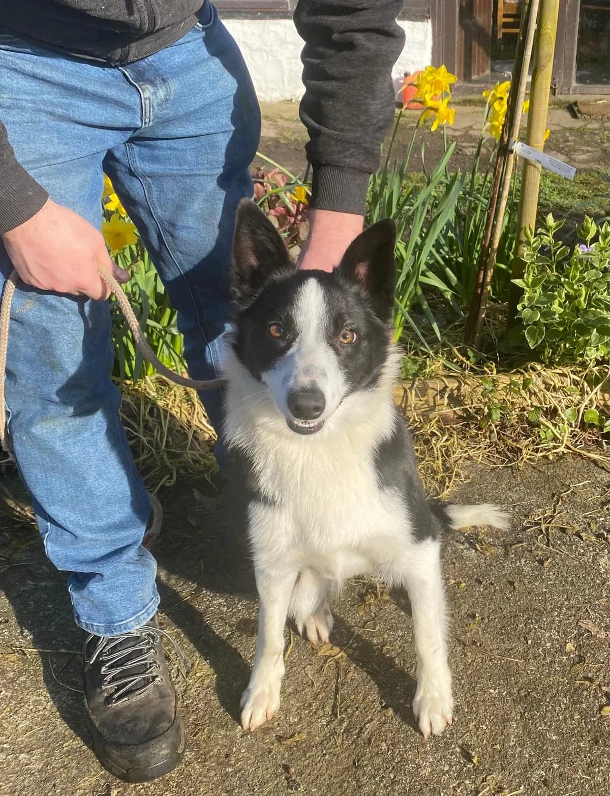 Biscuit, female young Border Collie for adoption at Hundar Utan Hem, Stockholm