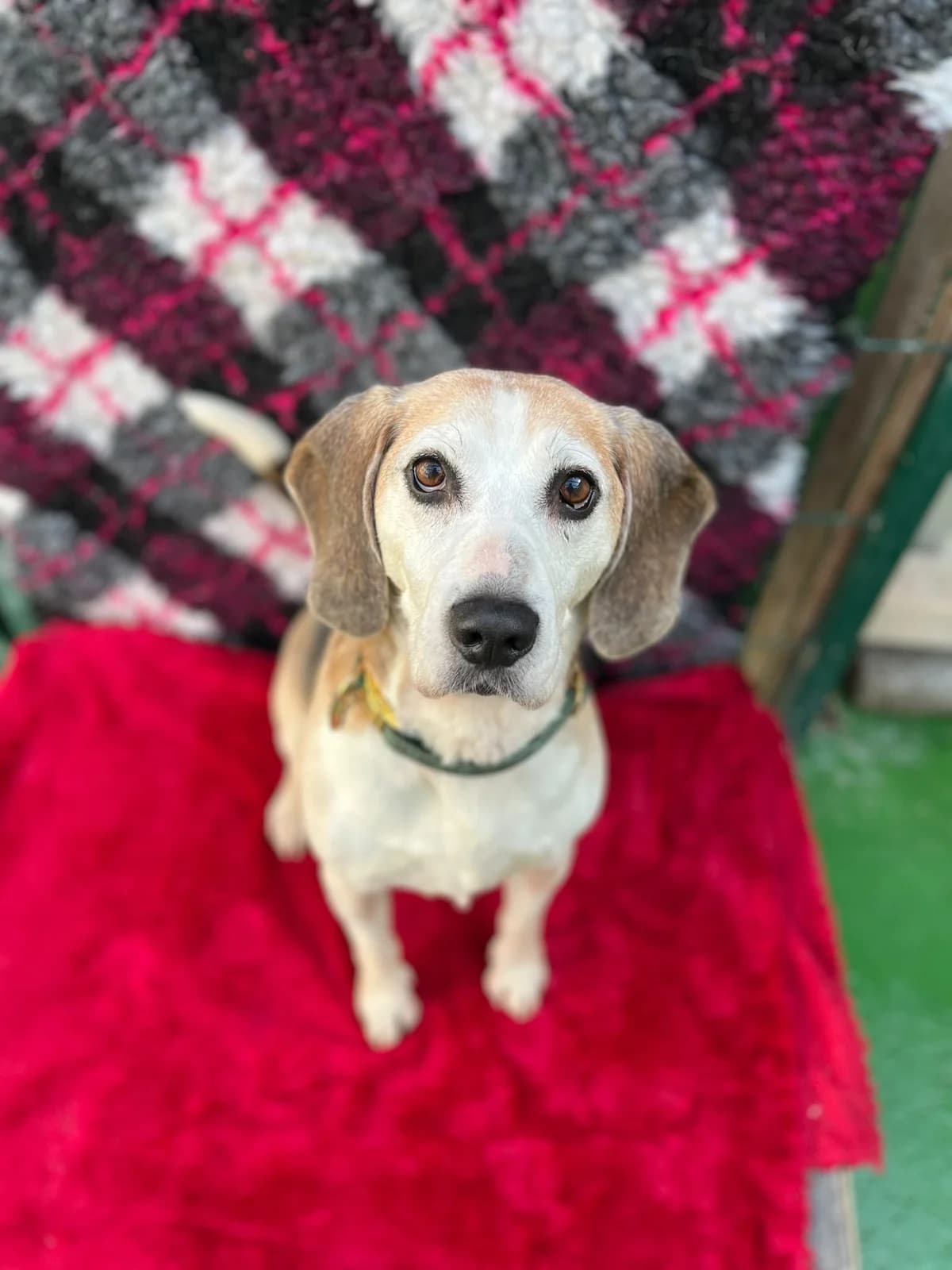 Biscuit, male senior Beagle for adoption at Hundar Utan Hem, Stockholm