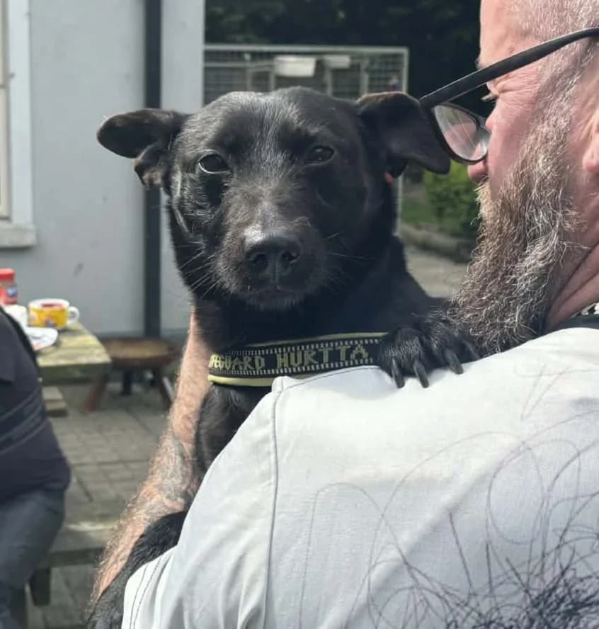 Blackie Gilligan, male 6yo mixed breed for adoption at Hundar Utan Hem, Stockholm