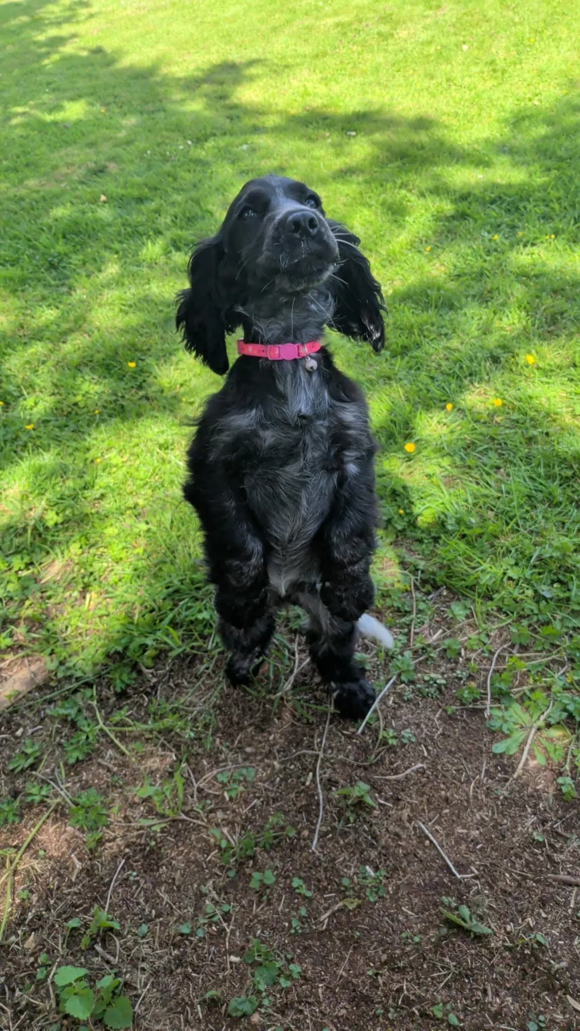 Blueberry, female puppy Cocker Spaniel for adoption at Hundar Utan Hem, Stockholm