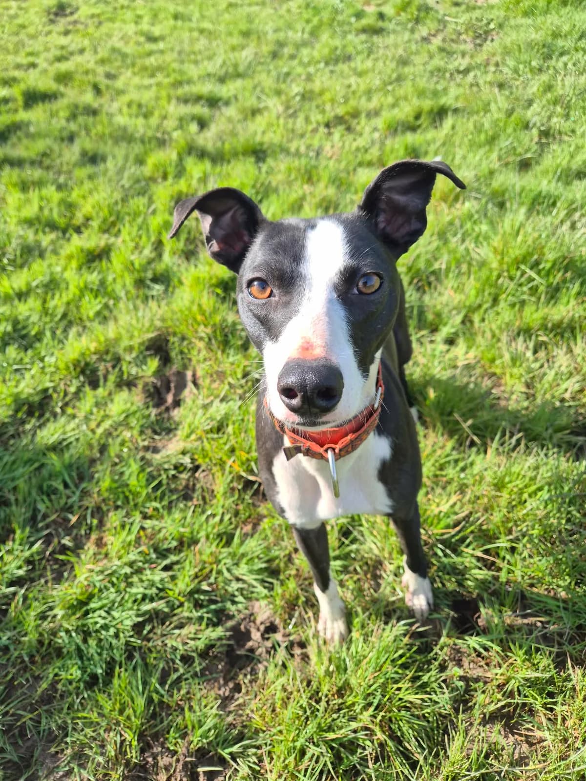 Bobby, male young Whippet for adoption at Hundar Utan Hem, Stockholm