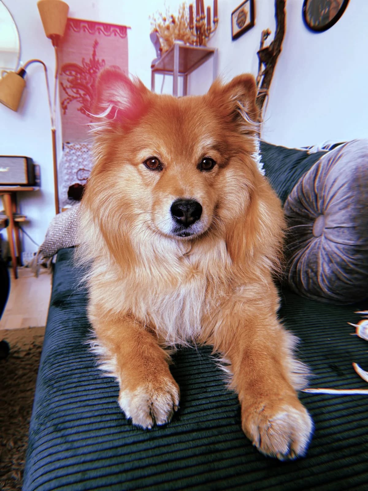 Boris Fandango, male 7yo mixed breed for adoption at Hundar Utan Hem, Stockholm