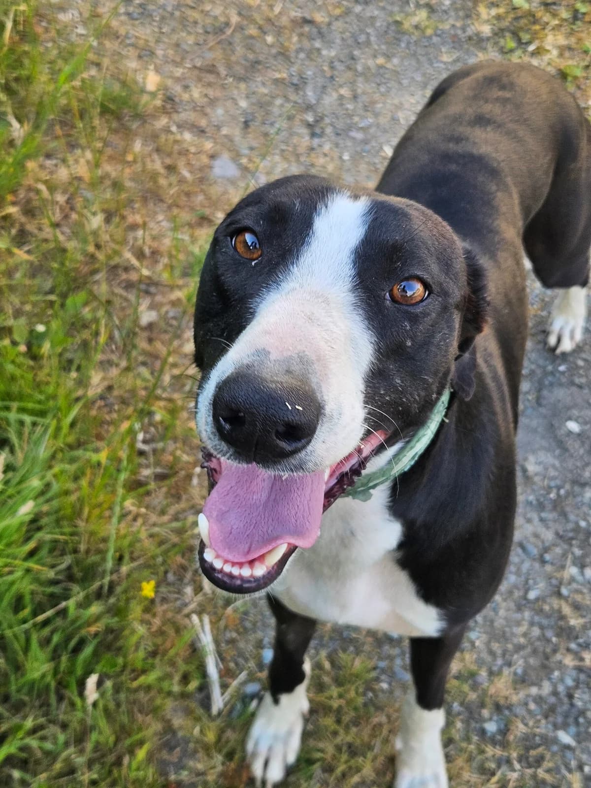 Breeze, male young Lurcher for adoption at Hundar Utan Hem, Stockholm