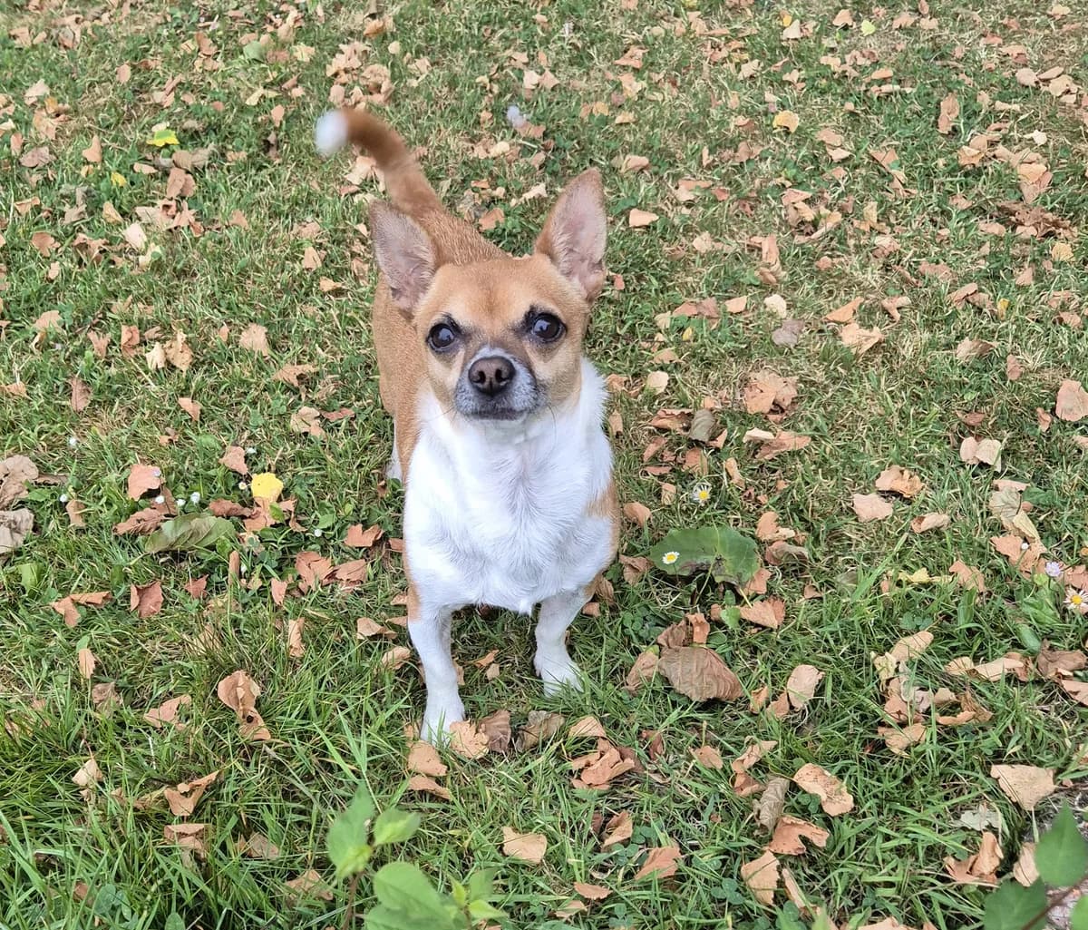 Buddy, male young Chihuahua for adoption at Hundar Utan Hem, Stockholm