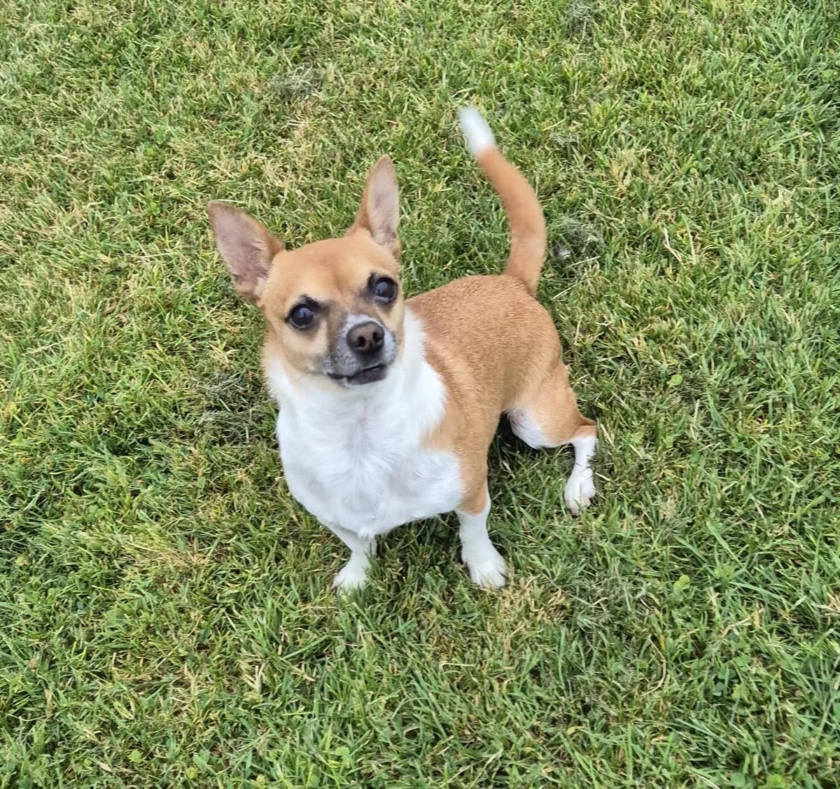 Buddy, male young Chihuahua for adoption at Hundar Utan Hem, Stockholm