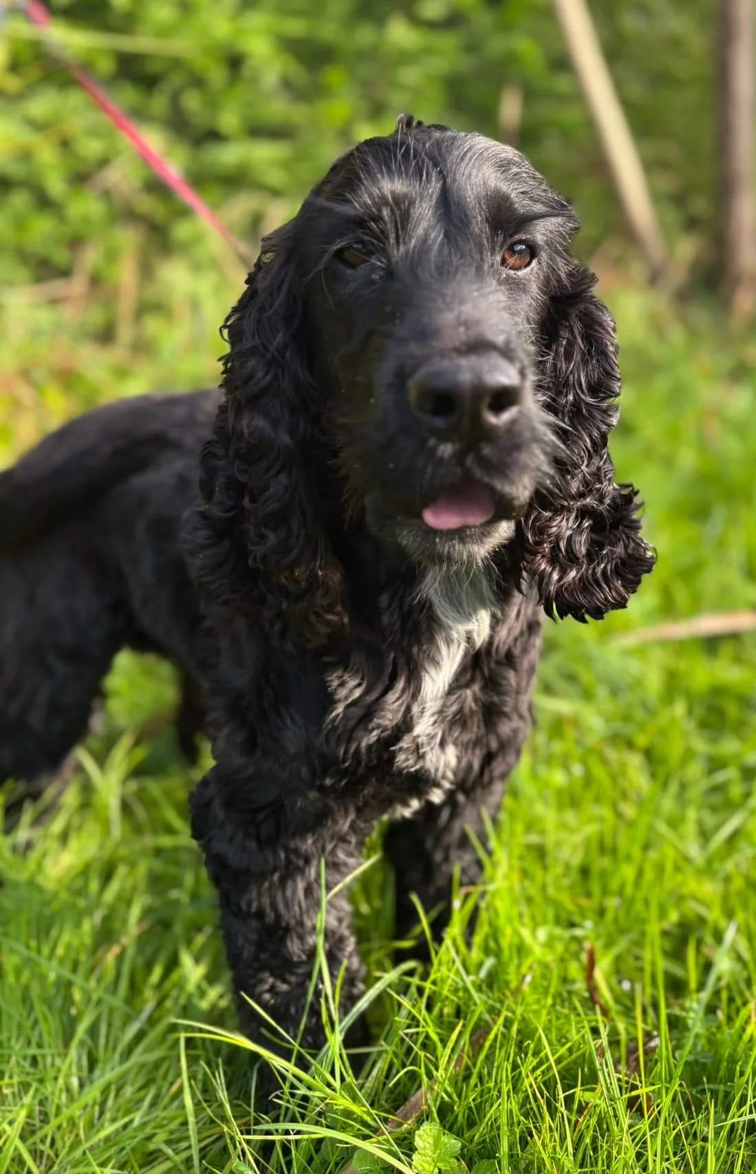 Buddy, male puppy Cocker Spaniel for adoption at Hundar Utan Hem, Stockholm