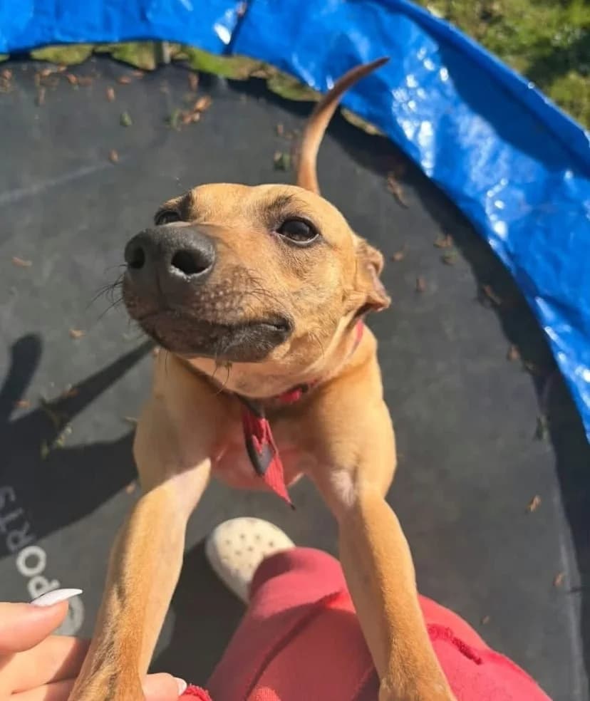 Calypso, male puppy Whippet for adoption at Hundar Utan Hem, Stockholm