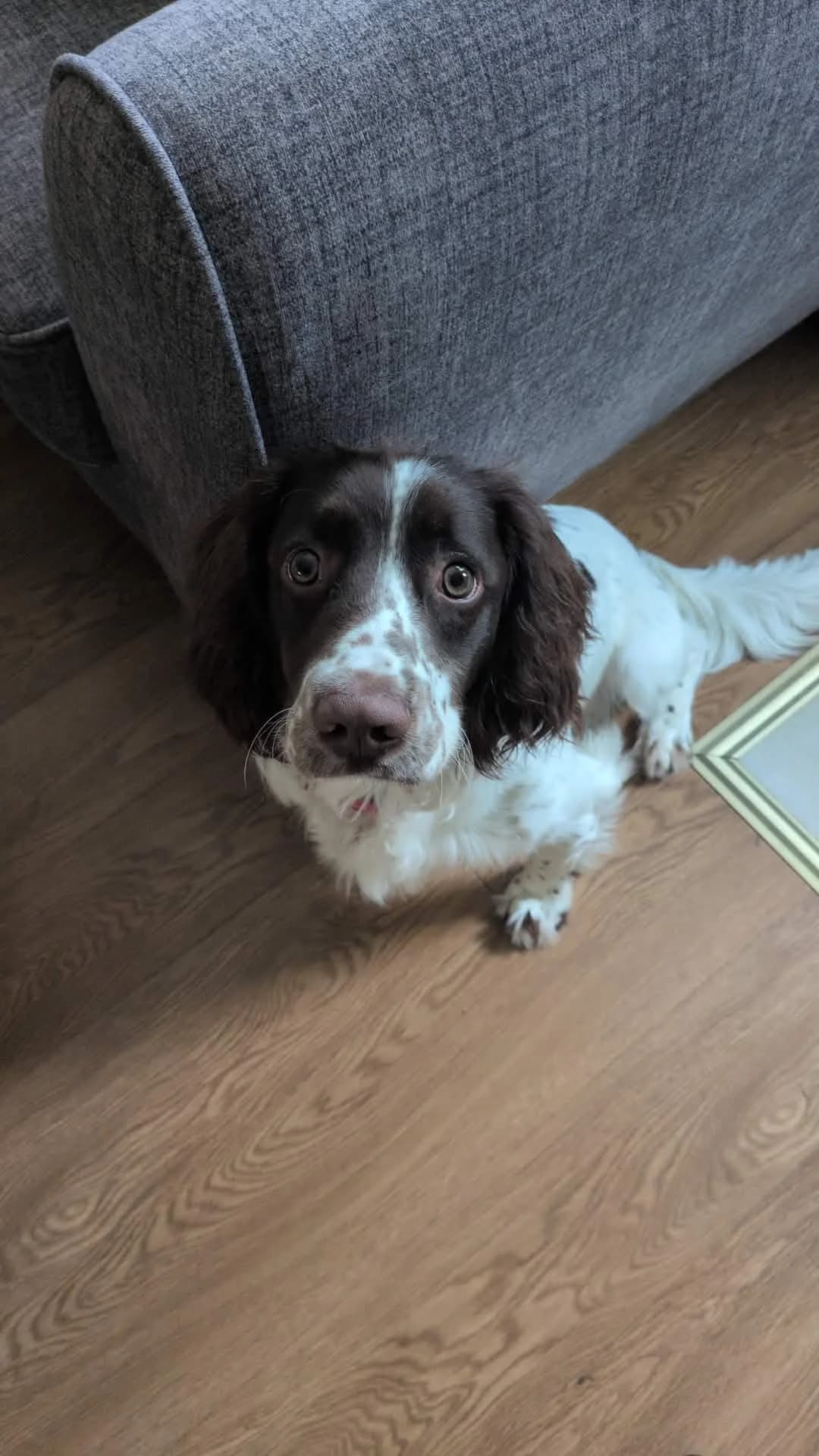 Carl, male puppy mixed breed for adoption at Hundar Utan Hem, Stockholm