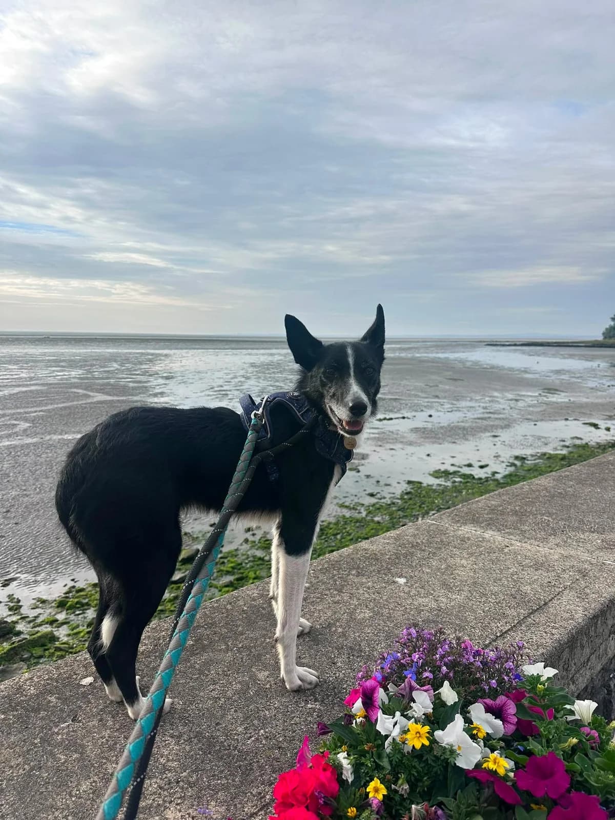 Carla, female 5yo Border Collie for adoption at Hundar Utan Hem, Stockholm