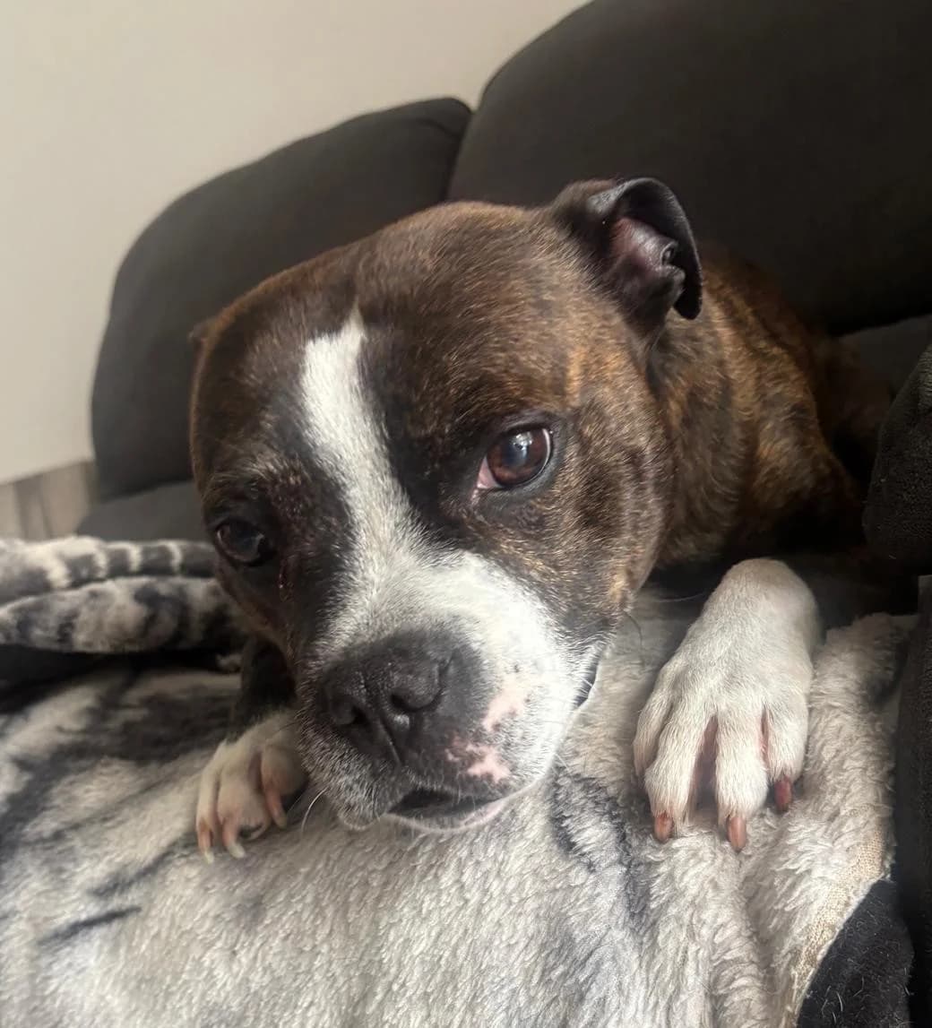 Chancer, male 7yo Staffordshire Bull Terrier for adoption at Hundar Utan Hem, Stockholm