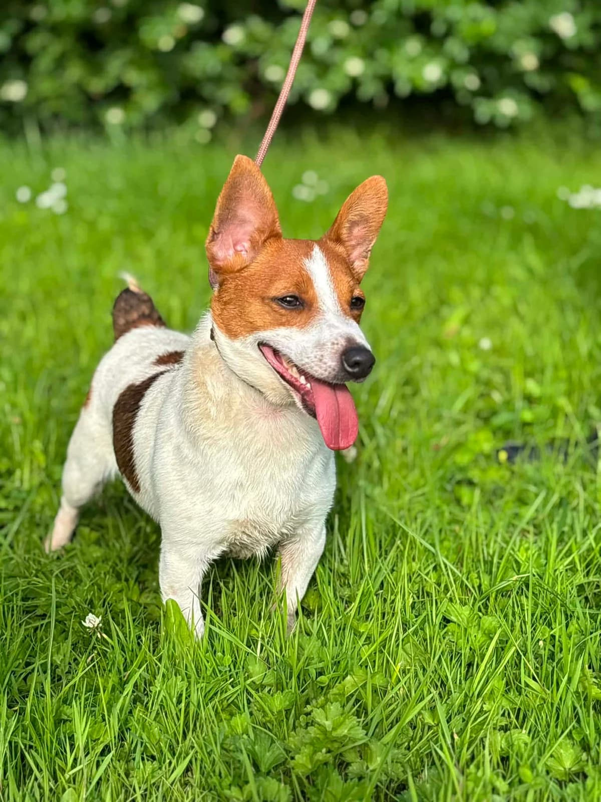 Charlie, gra male young Jack Russell Terrier for adoption at Hundar Utan Hem, Stockholm